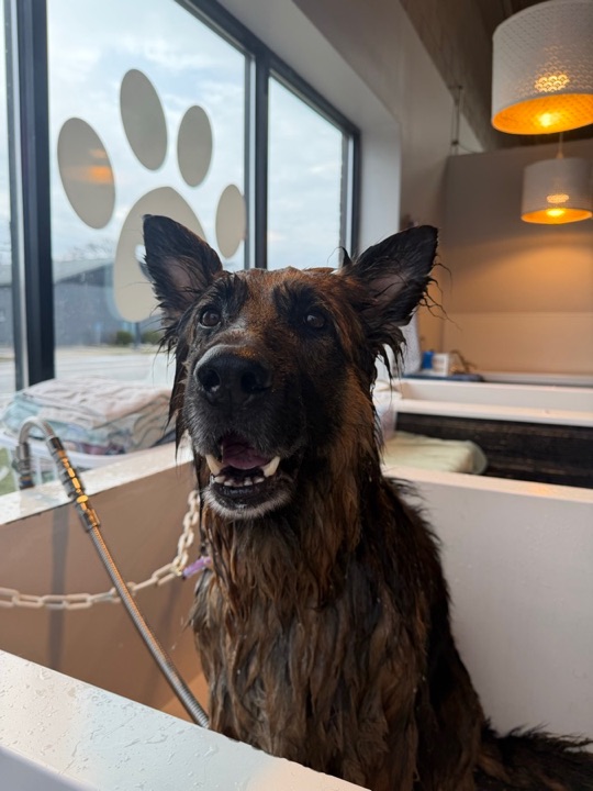 Freshly groomed pet at All Paw Spa