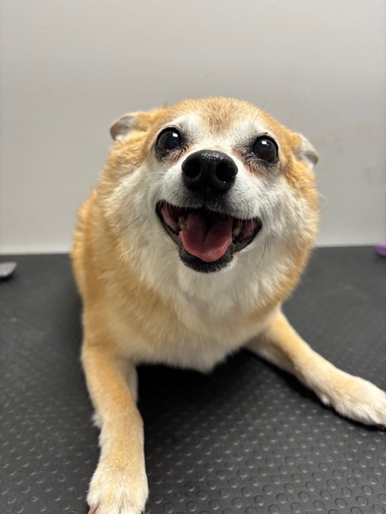 Freshly groomed pet at All Paw Spa