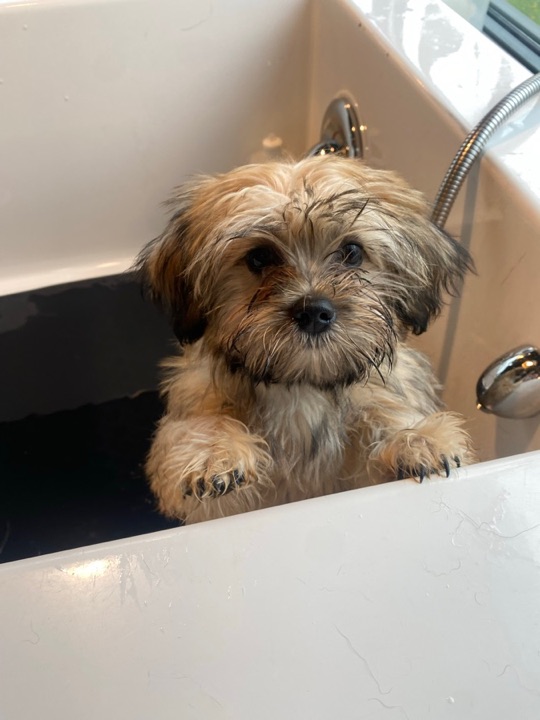 Freshly groomed pet at All Paw Spa