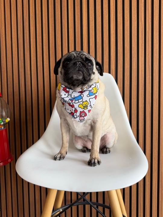 Freshly groomed pet at All Paw Spa