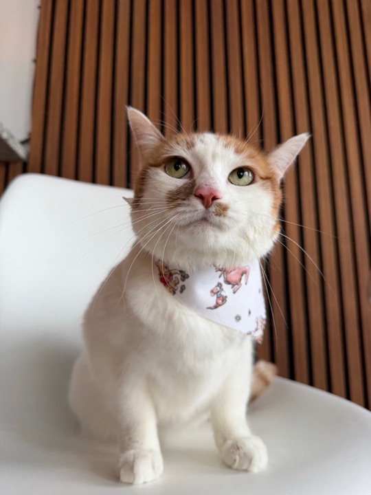 Freshly groomed pet at All Paw Spa