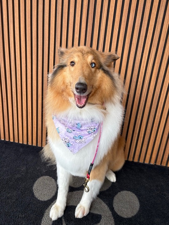 Freshly groomed pet at All Paw Spa