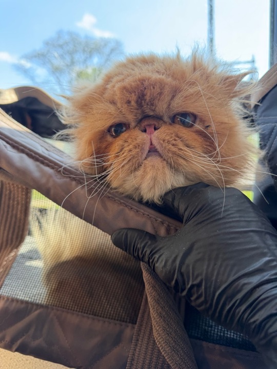 Freshly groomed pet at All Paw Spa
