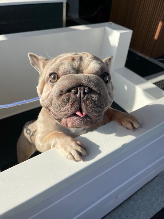 Freshly groomed pet at All Paw Spa