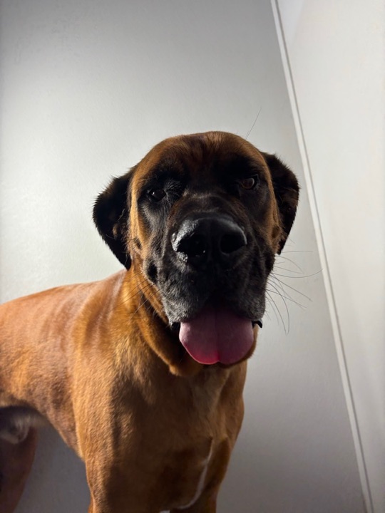 Freshly groomed pet at All Paw Spa