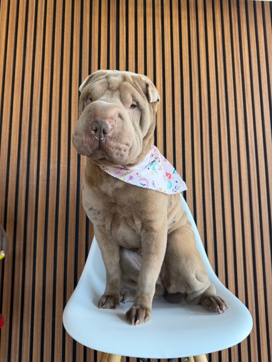 Freshly groomed pet at All Paw Spa