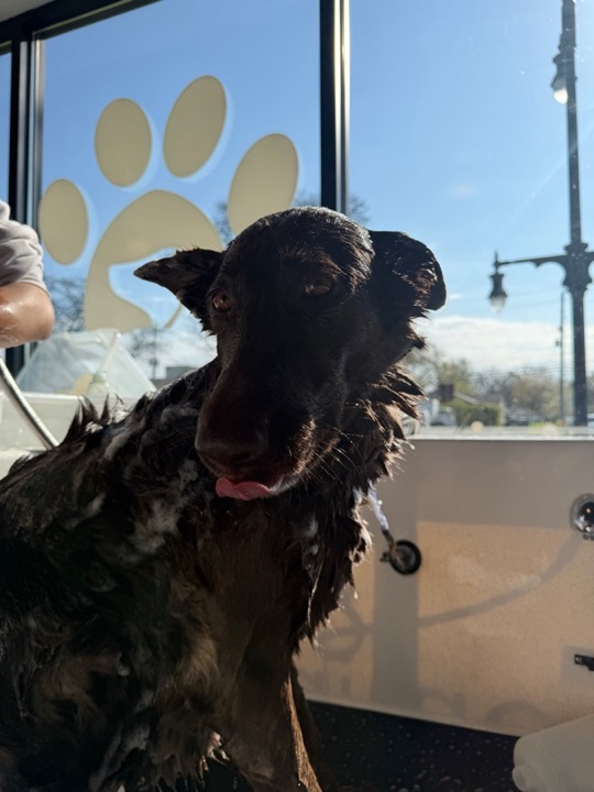 Freshly groomed pet at All Paw Spa