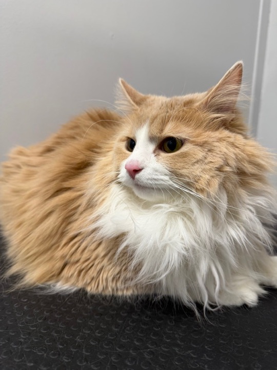 Freshly groomed pet at All Paw Spa