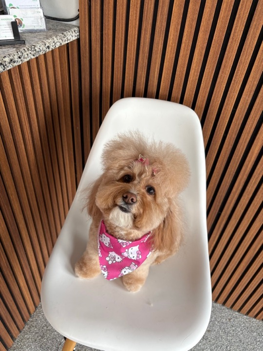 Freshly groomed pet at All Paw Spa