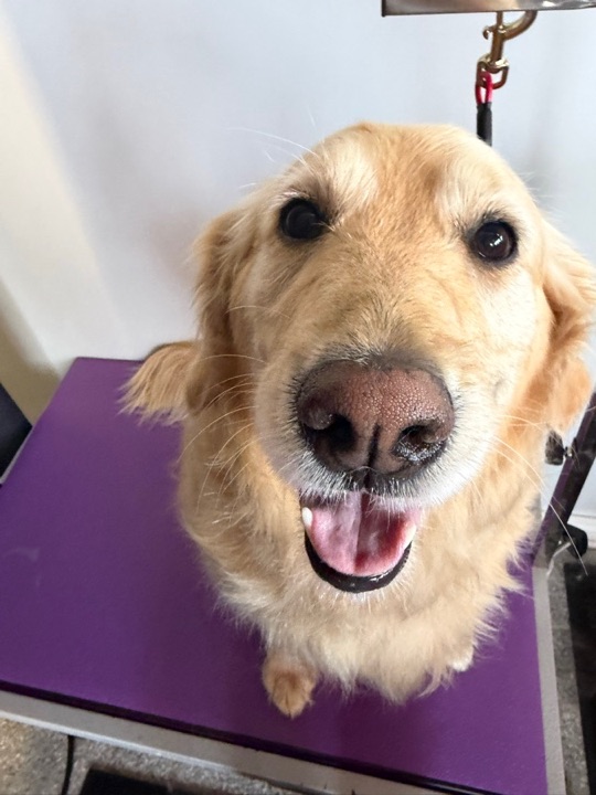 Freshly groomed pet at All Paw Spa