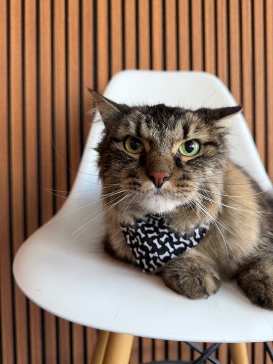 Freshly groomed pet at All Paw Spa