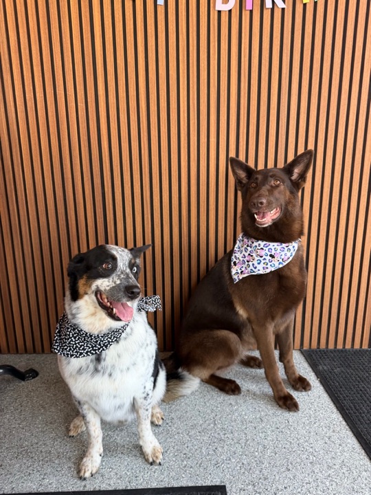 Freshly groomed pet at All Paw Spa