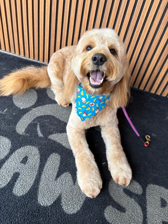 Pet groomed at All Paw Spa