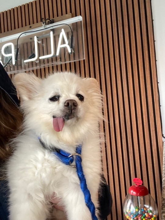 Freshly groomed pet at All Paw Spa