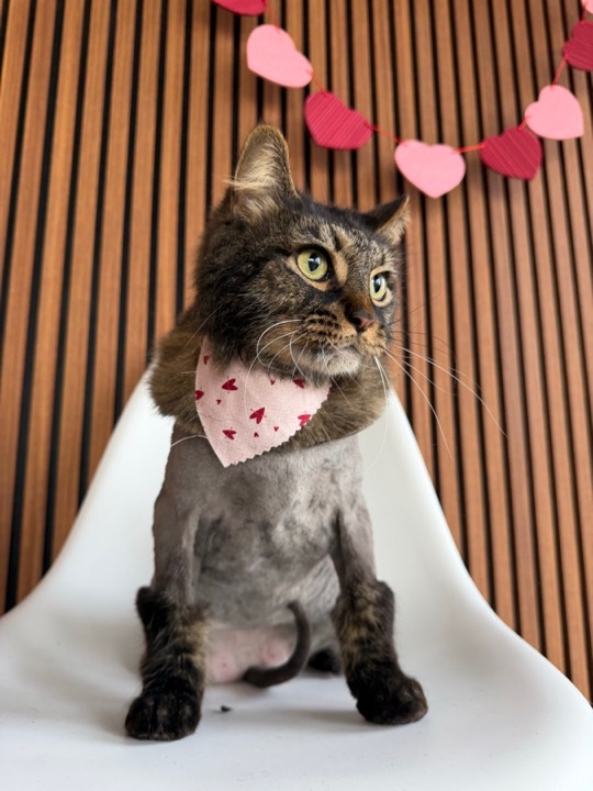 Freshly groomed pet at All Paw Spa