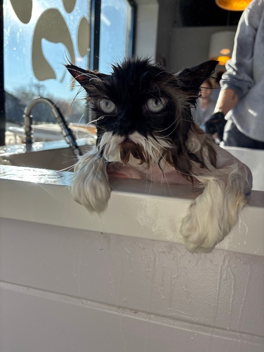 Freshly groomed pet at All Paw Spa