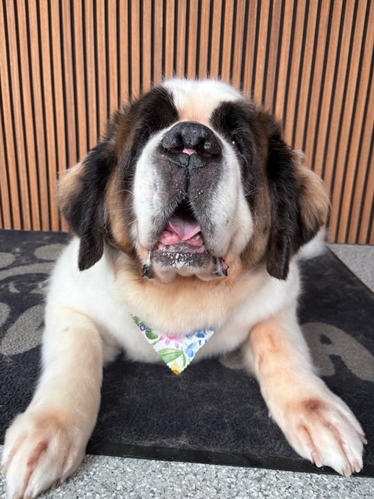 Freshly groomed pet at All Paw Spa