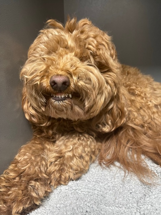 Freshly groomed pet at All Paw Spa