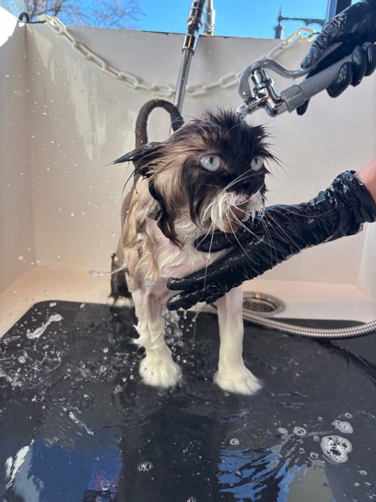 Freshly groomed pet at All Paw Spa
