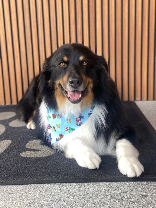 Freshly groomed pet at All Paw Spa