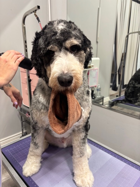 Freshly groomed pet at All Paw Spa