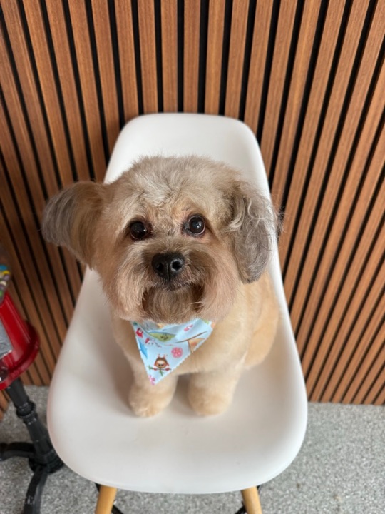 Freshly groomed pet at All Paw Spa