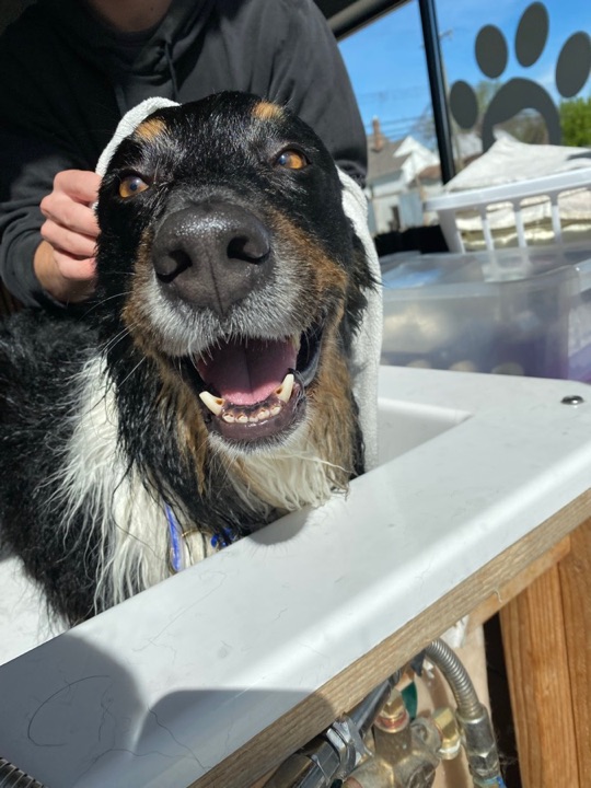 Freshly groomed pet at All Paw Spa