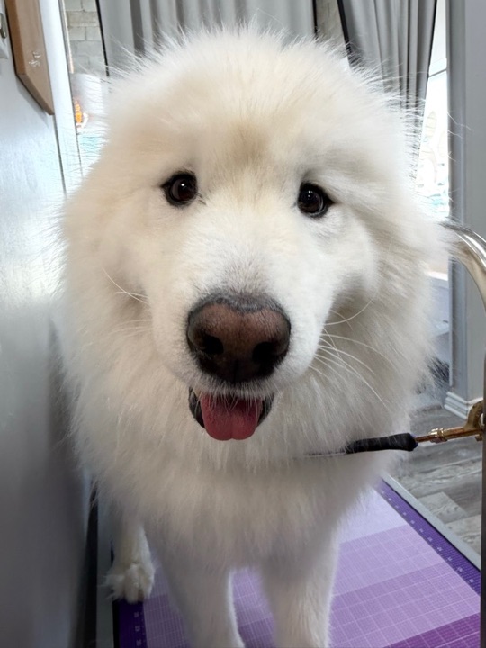 Freshly groomed pet at All Paw Spa