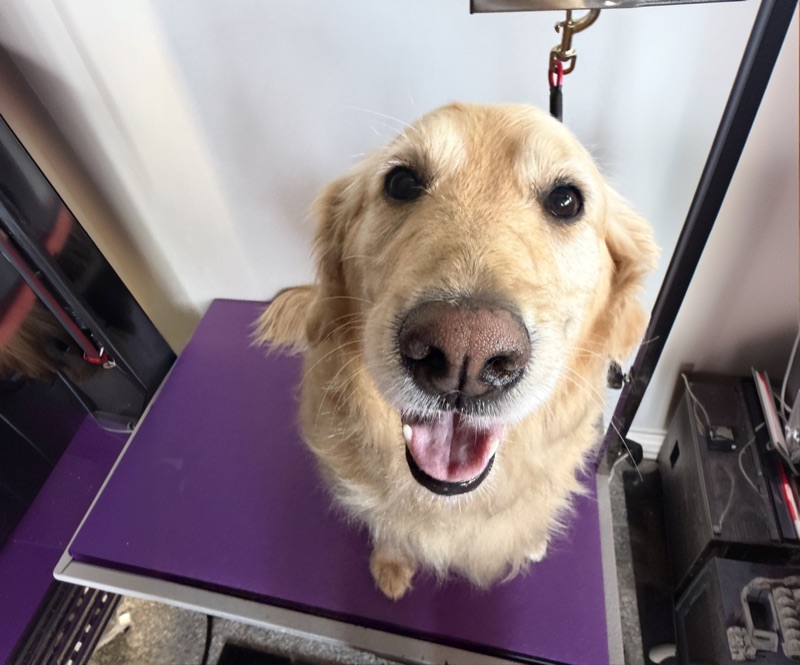 Pet groomed at All Paw Spa