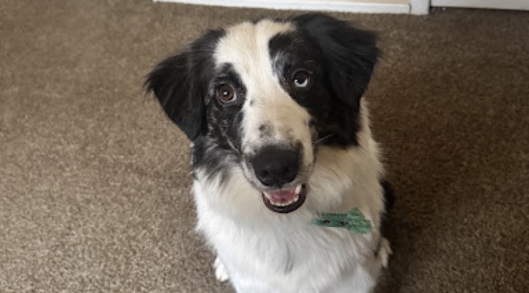 Pet groomed at All Paw Spa