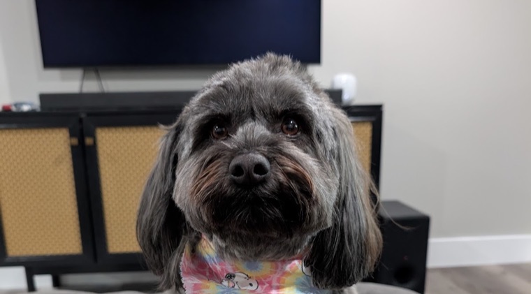 Pet groomed at All Paw Spa