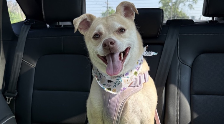 Pet groomed at All Paw Spa