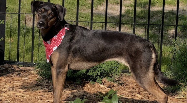 Pet groomed at All Paw Spa