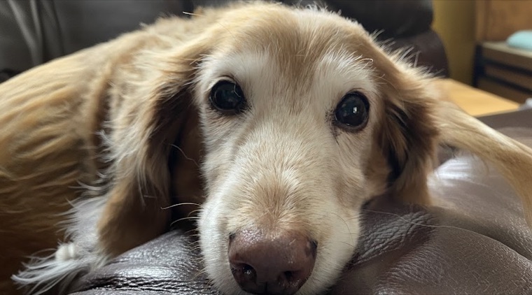 Pet groomed at All Paw Spa
