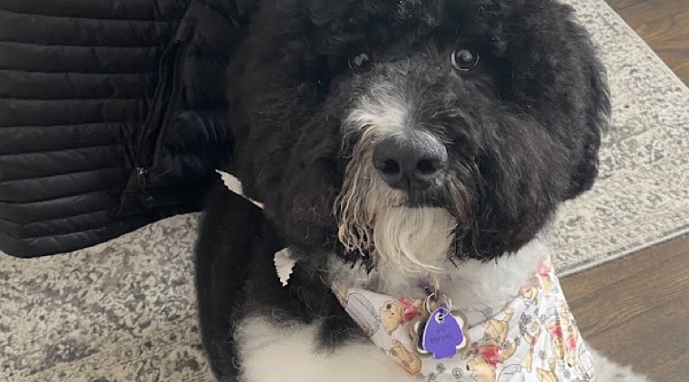 Pet groomed at All Paw Spa