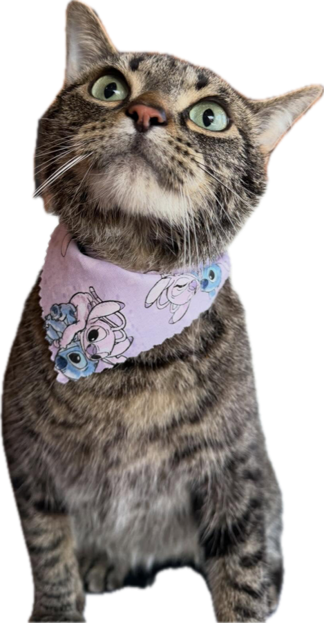 Cat after a full groom