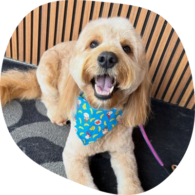 Dog grooming