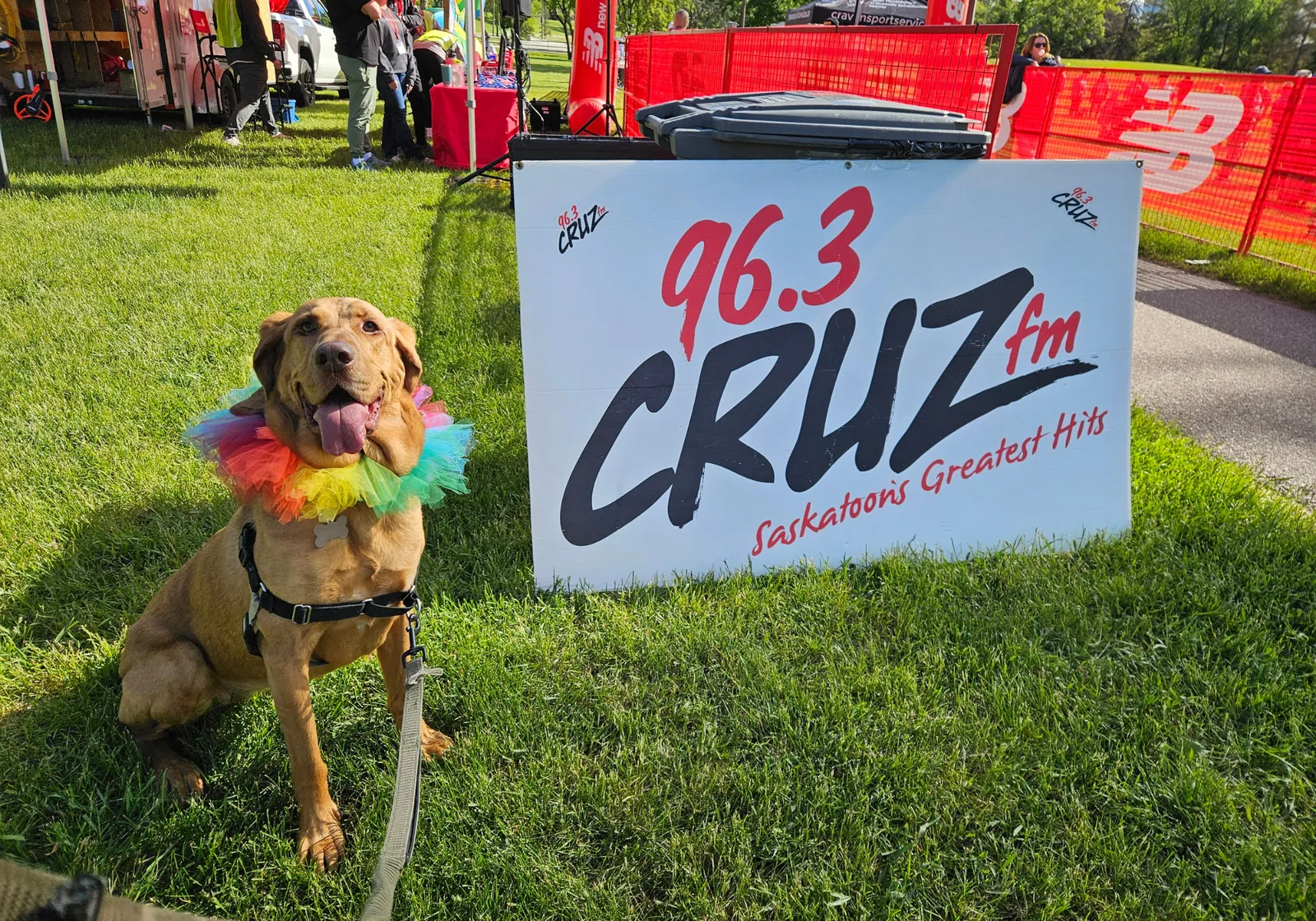 Dog in a rainbow collar beside a 96.3 Cruz FM sign