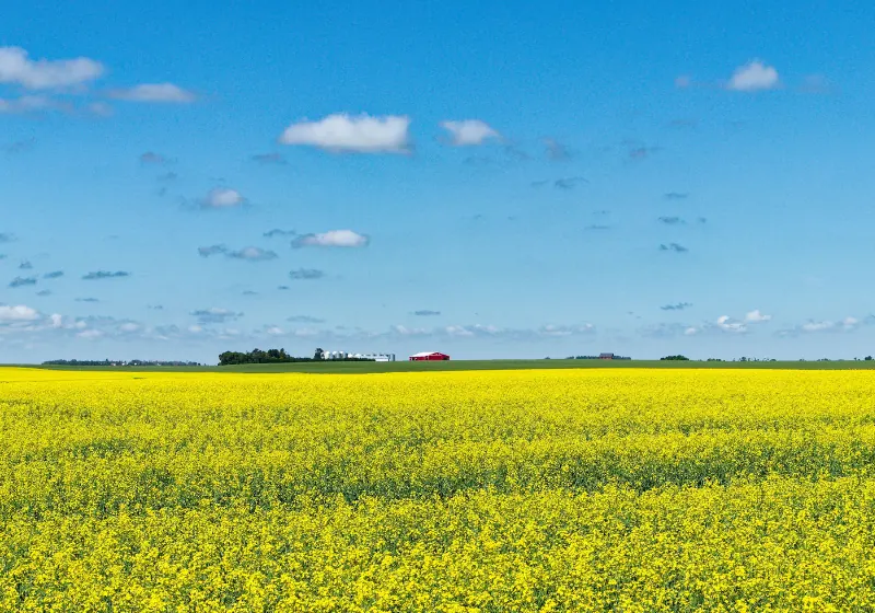 Harvard Media in Rural Saskatchewan