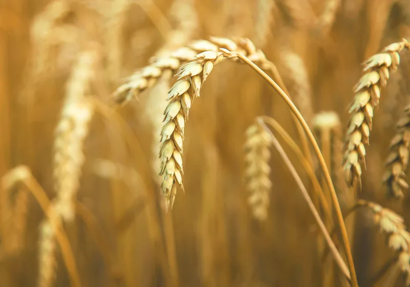Ripe wheat heads