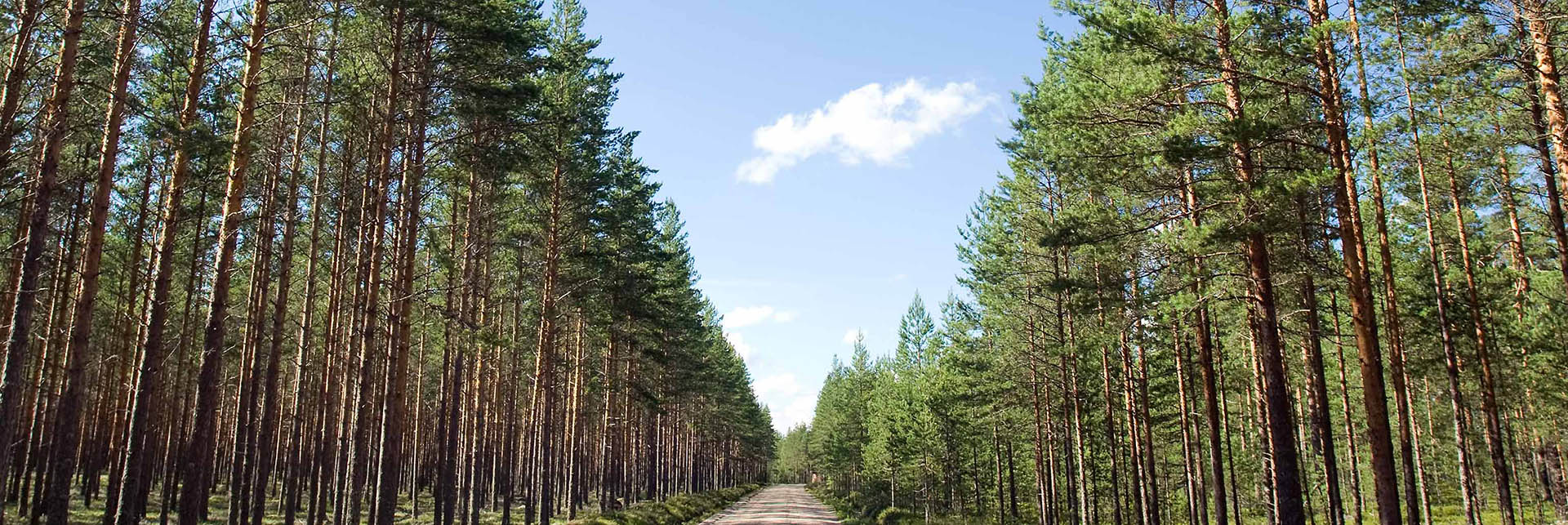 Straight gravel road flanked by dense pine trees under a blue sky with clouds.