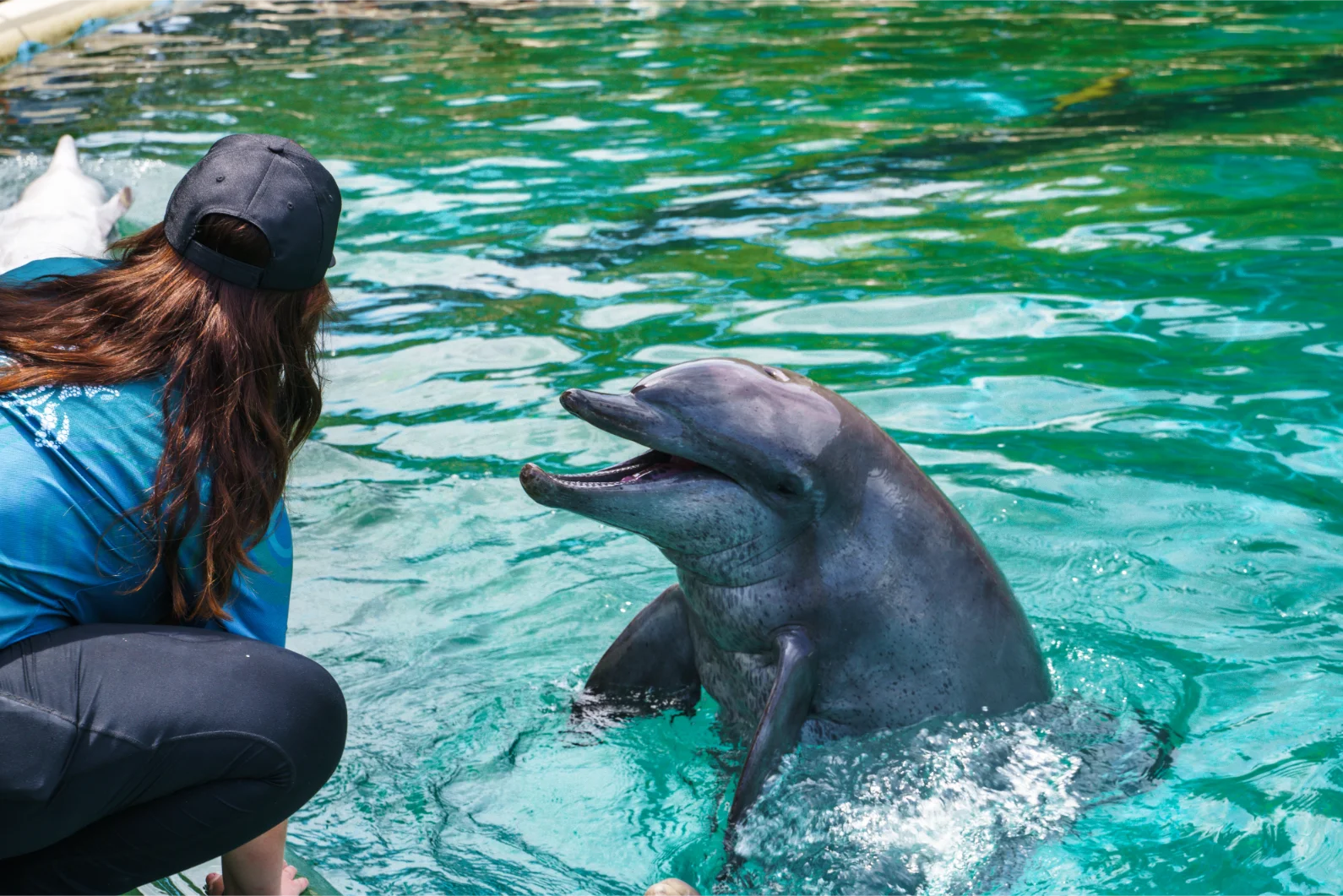 Coffs Coast Wildlife SanctuaryTrainer wearing a black cap and blue shirt interacting with a bottlenose dolphin emerging from turquoise water with its mouth open.
