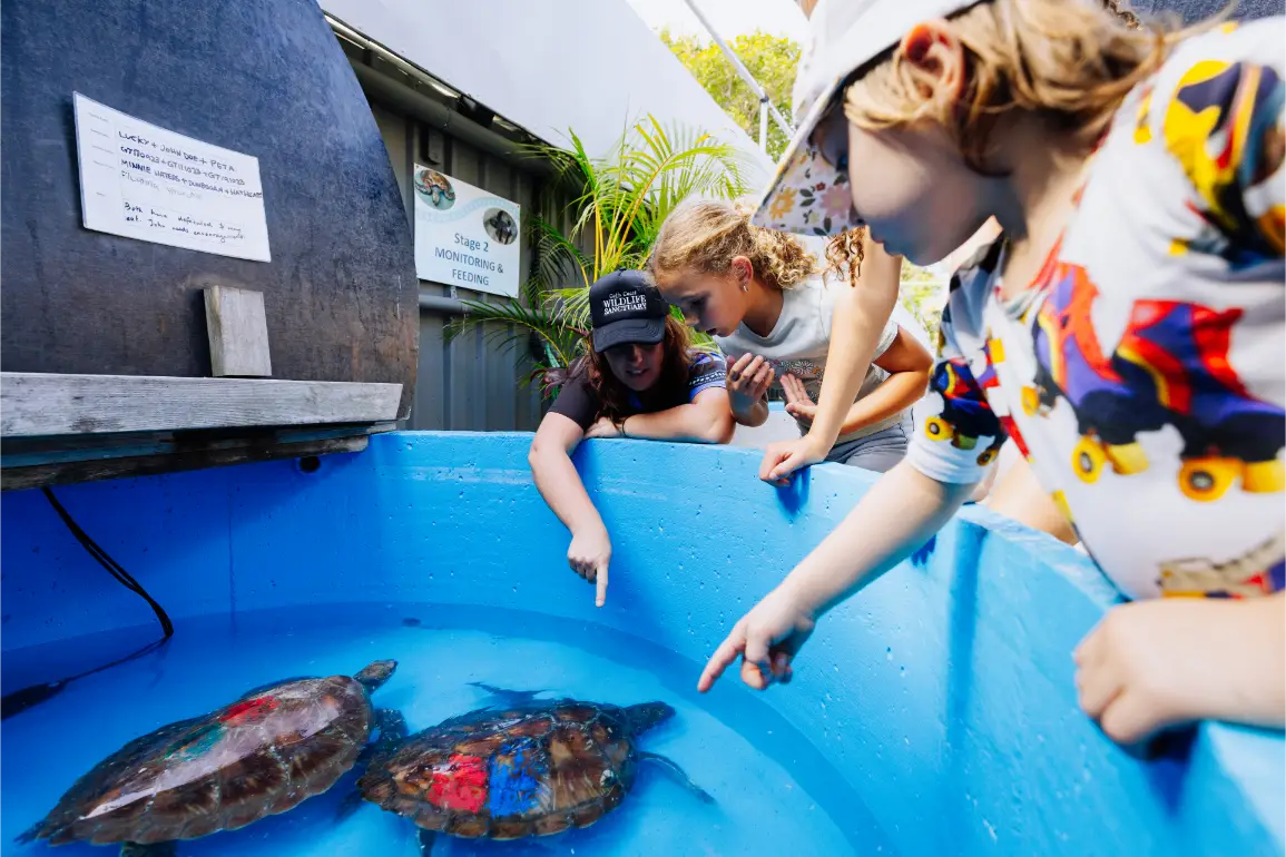 A group of people including a young child wearing a colorful shirt and cap and a woman wearing a black cap labeled 'Wildlife Sanctuary' are pointing at two sea turtles with painted shells swimming in a blue water tank.