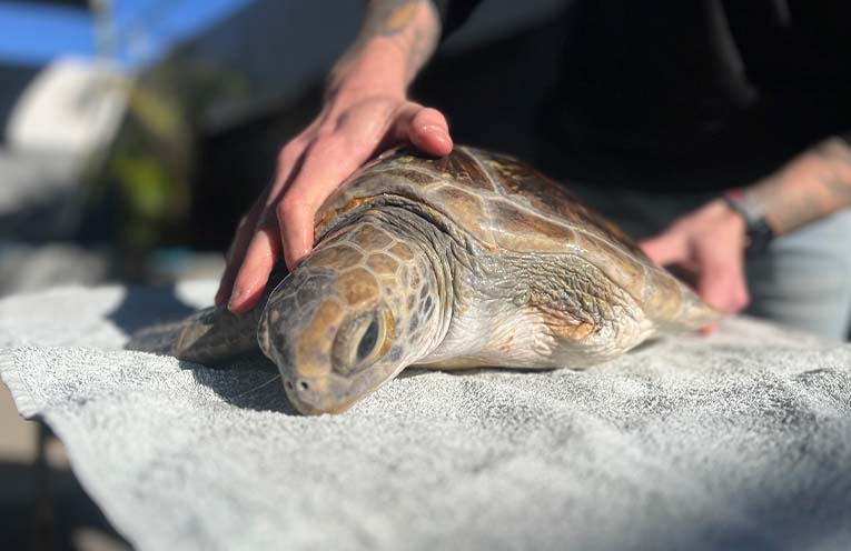 Close-up of a person gently holding a sea turtle resting on a gray towel in an outdoor setting.