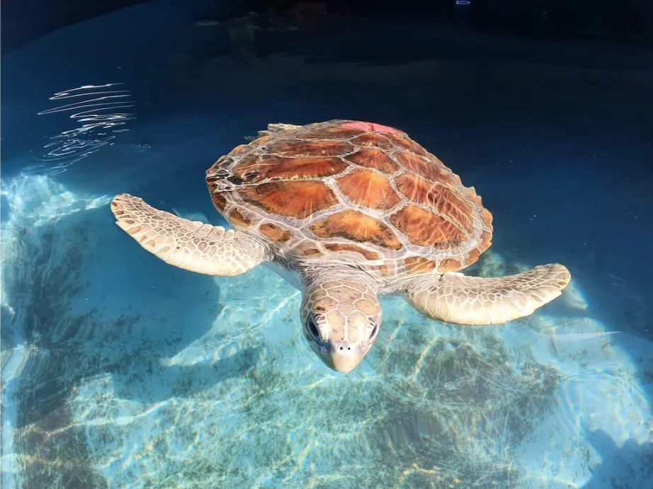 A sea turtle with a brown patterned shell swimming underwater in clear blue water ready for release at the Coffs Coast Wildlife Sanctuary after being rescued.