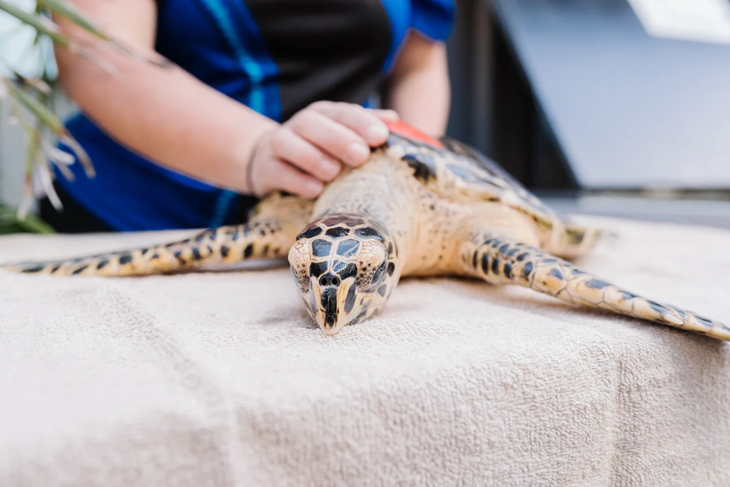 A person in a blue shirt gently touching a hawksbill sea turtle resting on a towel at the Coffs Coast Wildlife Sanctuary
