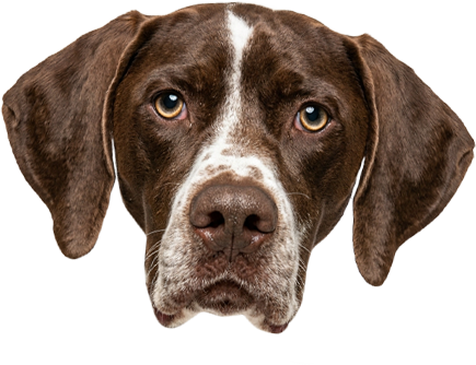 Close-up of a brown and white dog with large ears and expressive eyes looking straight ahead.