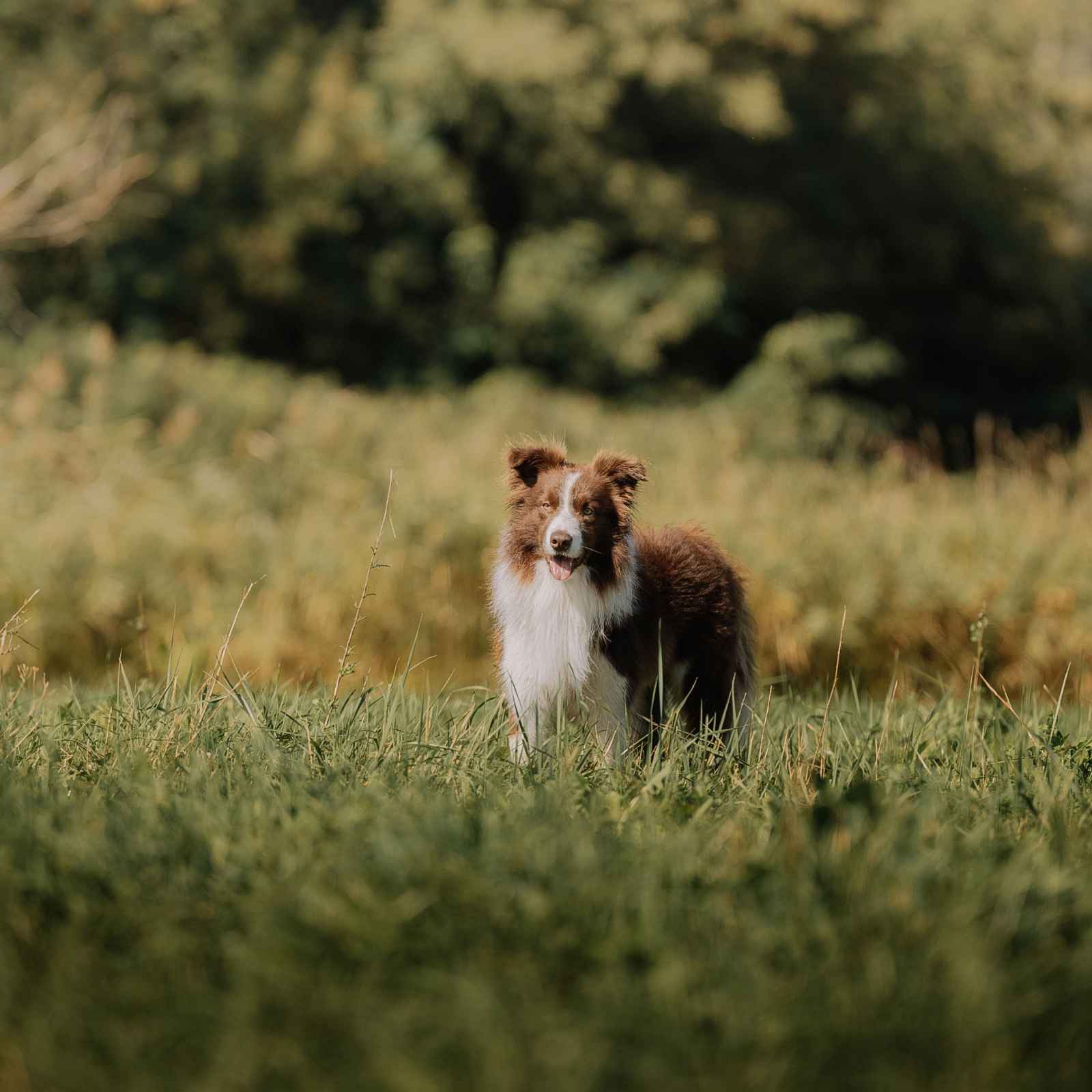 A brown and white border collie standing in long grass in a sunny field