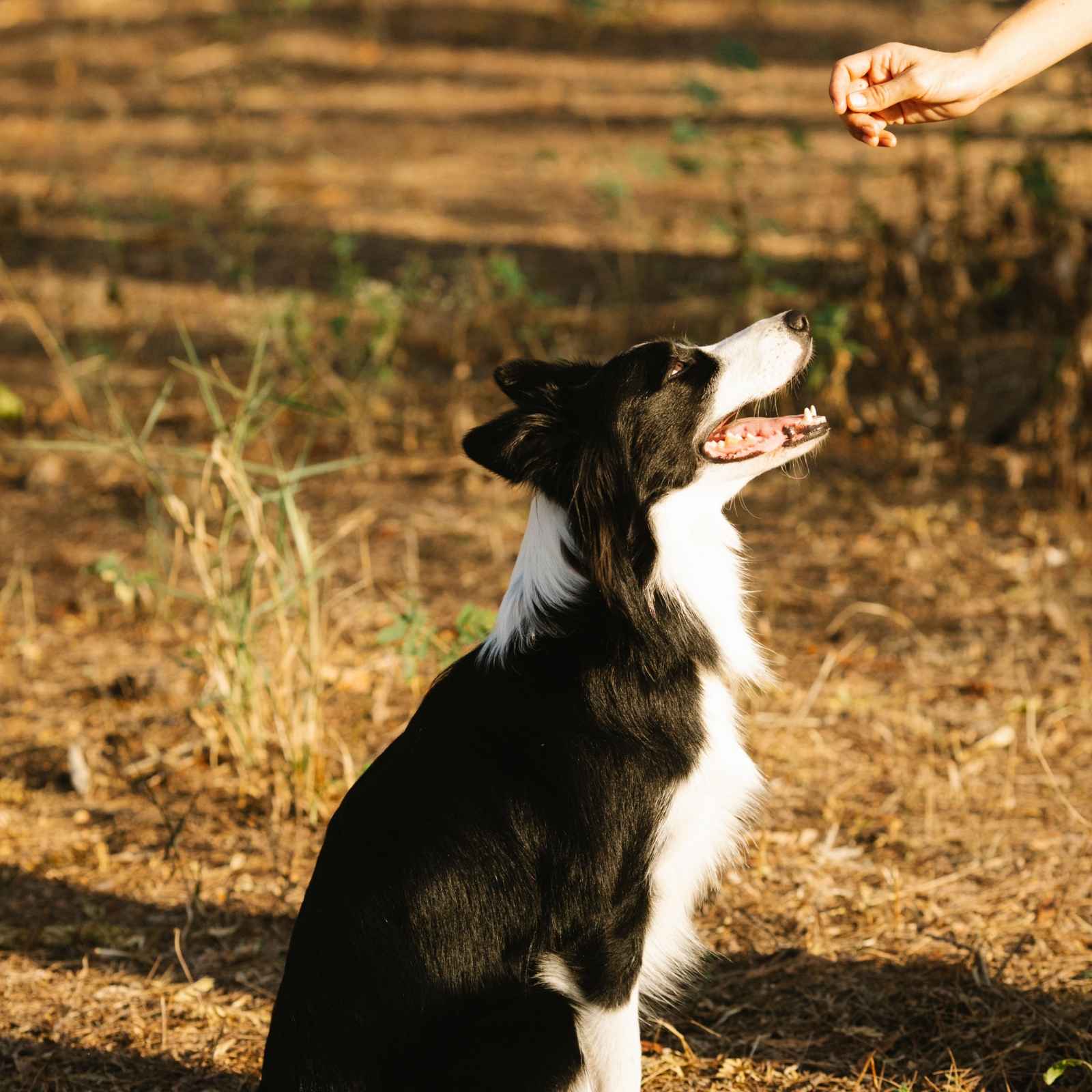 A black and white border collie sitting and looking up at a treat in its owner’s hand