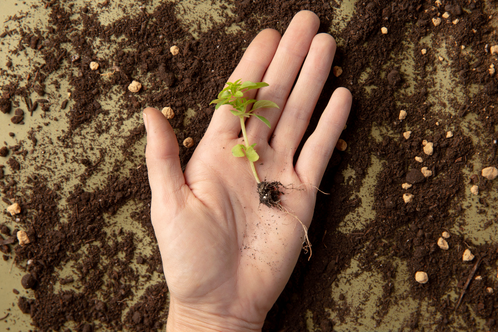 How Beneficial Microorganisms Improve Soil Health and Nutrient Availability